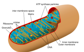 Biohacking Your Mitochondria for Enhanced Energy and Longevity