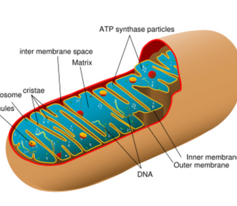 Biohacking Your Mitochondria for Enhanced Energy and Longevity