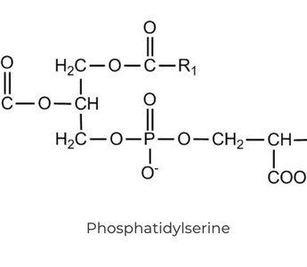 Best Phosphatidylserine Alternatives for Sleeping - Pulsetto