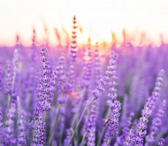Best Lavender Alternatives for Sleeping - Pulsetto