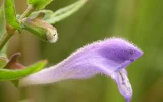 Best Skullcap Alternatives for Sleeping