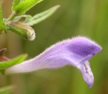Best Skullcap Alternatives for Sleeping