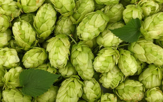 Best Hops Alternatives for Sleeping