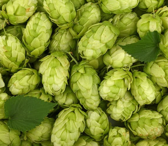 Best Hops Alternatives for Sleeping