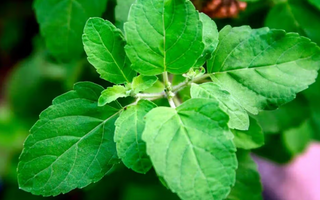 Best Holy Basil Alternatives for Sleeping