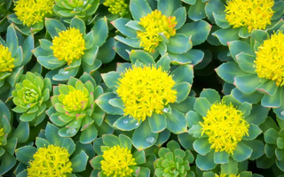Best Rhodiola Rosea Alternatives for Sleeping