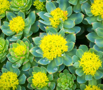 Best Rhodiola Rosea Alternatives for Sleeping