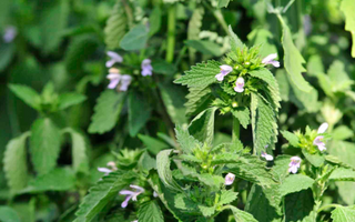 Best Lemon Balm Alternatives for Sleeping