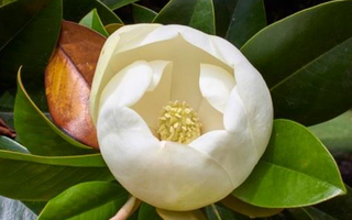 Best DHH-B (Dihydrohonokiol-B) Alternatives for Sleeping