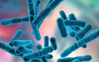 Best Time to Take Probiotics: What Science Says - Pulsetto