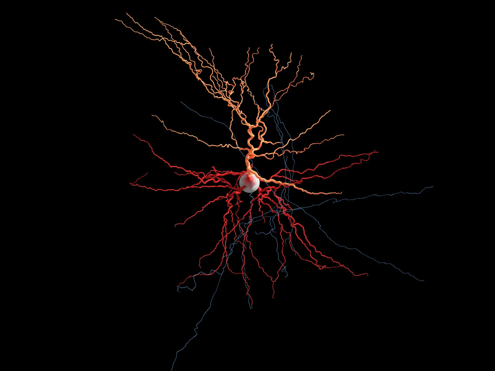 The Vagus Nerve: Your Secret Weapon in Fighting Stress – Pulsetto UK