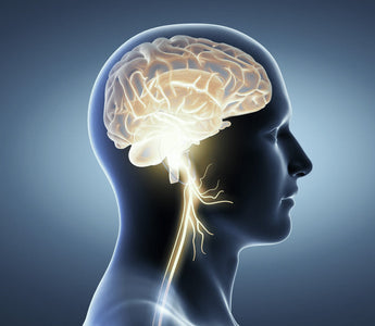 How to activate the parasympathetic nervous system?